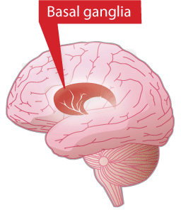 Basil Ganglia